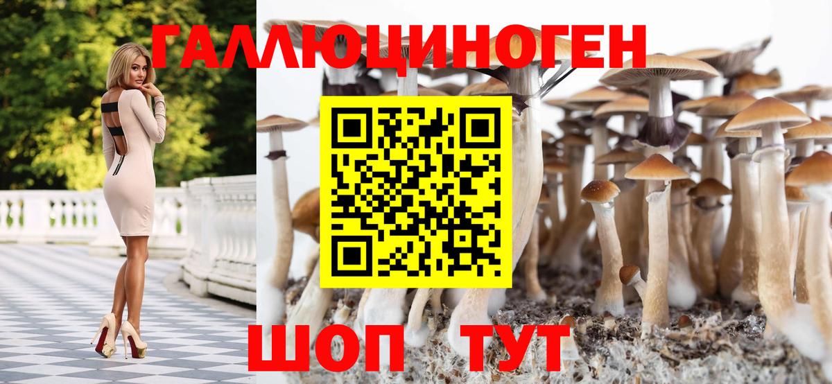 Псилоцибиновые грибы Psilocybe  Вход с VPN  Чайковский 