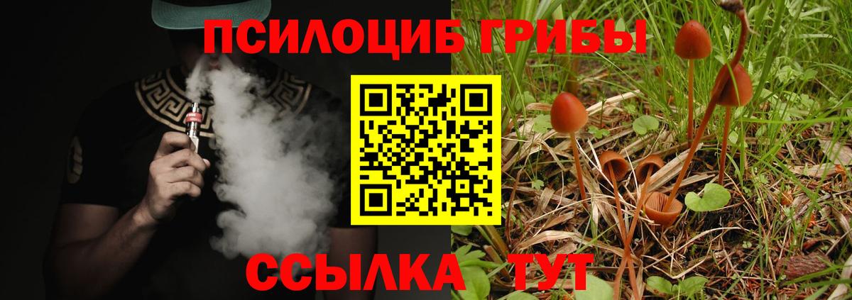Галлюциногенные грибы Psilocybe Чайковский